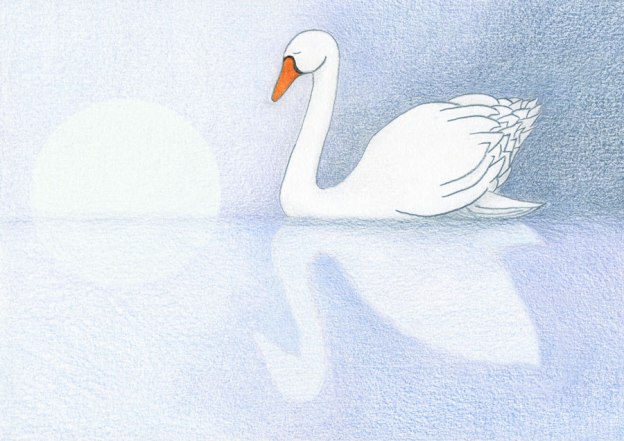 swan illustration